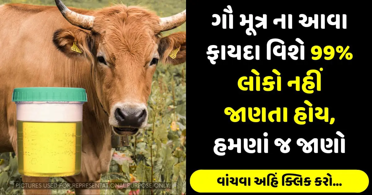 ગૌ મૂત્ર ના આવા ફાયદા વિશે 99% લોકો નહીં જાણતા હોય, હમણાં જ જાણો